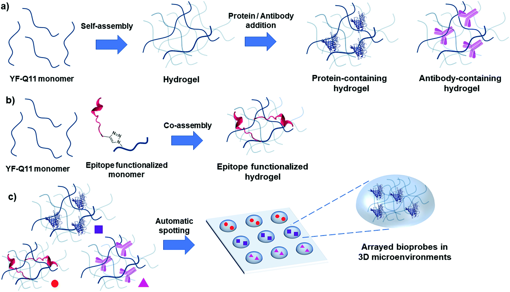 A self-assembling peptide hydrogel for ultrarapid 3D bioassays ...