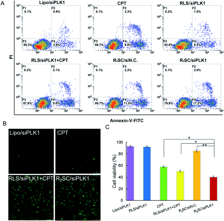 Multistage rocket: integrational design of a prodrug-based siRNA ...