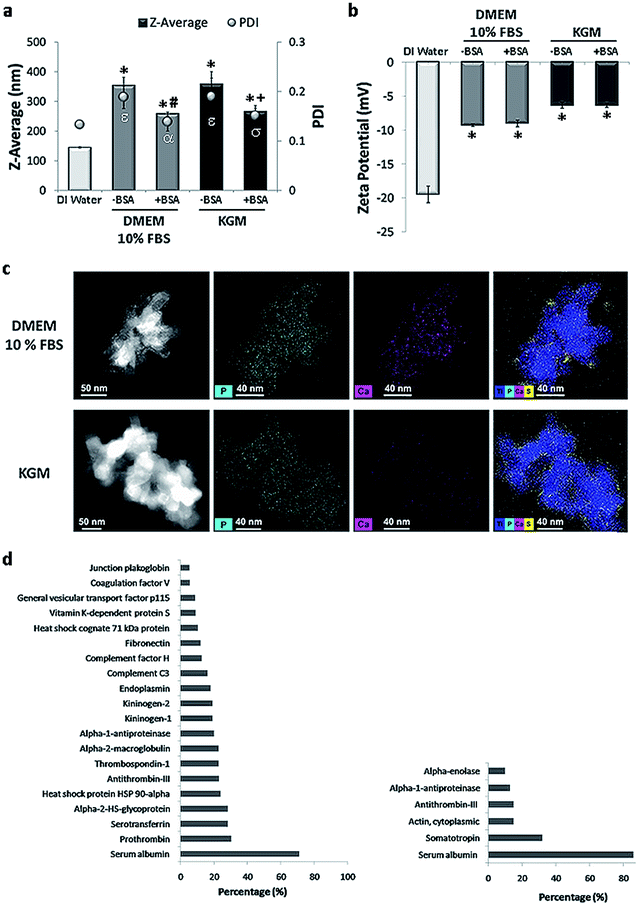 Rutile Nano Bio Interactions Mediate Dissimilar Intracellular