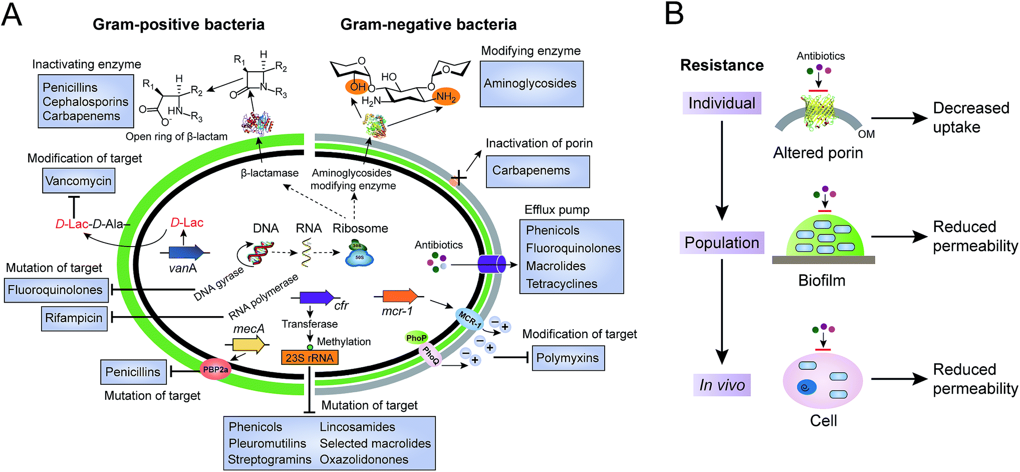 gram negative bacteria antibiotics