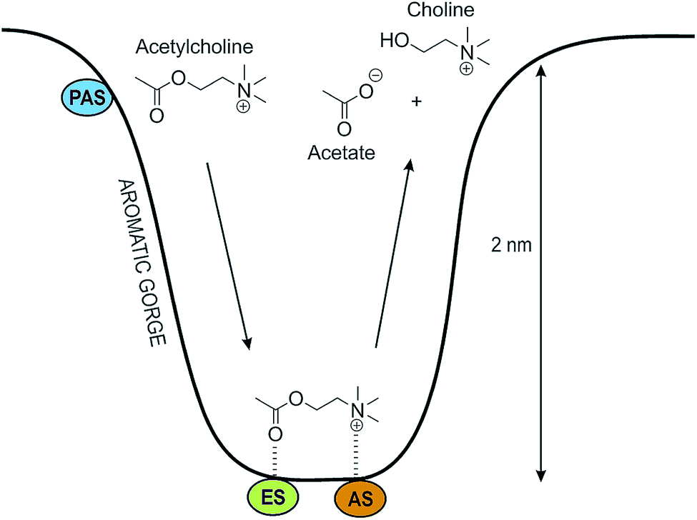 Natural Cholinesterase Inhibitors From Marine Organisms Natural Product Reports Rsc Publishing Natural Cholinesterase Inhibitors From Marine Organisms Natural Product Reports Rsc Publishing