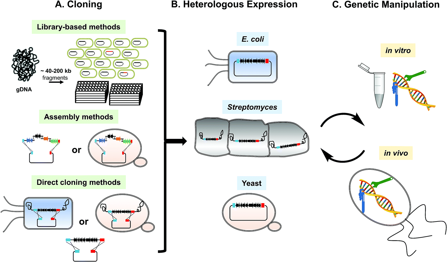 Genetic Platforms For Heterologous Expression Of Microbial Natural Products Natural Product Reports Rsc Publishing