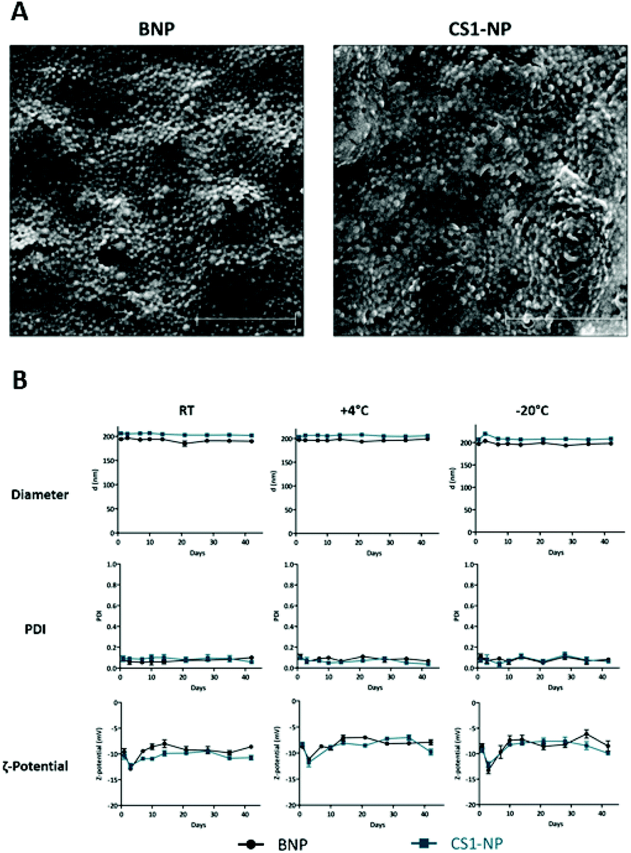 Development Of An Advanced Nanoformulation For The Intracellular Delivery Of A Caspase 3 Selective Activity Based Probe Nanoscale Rsc Publishing