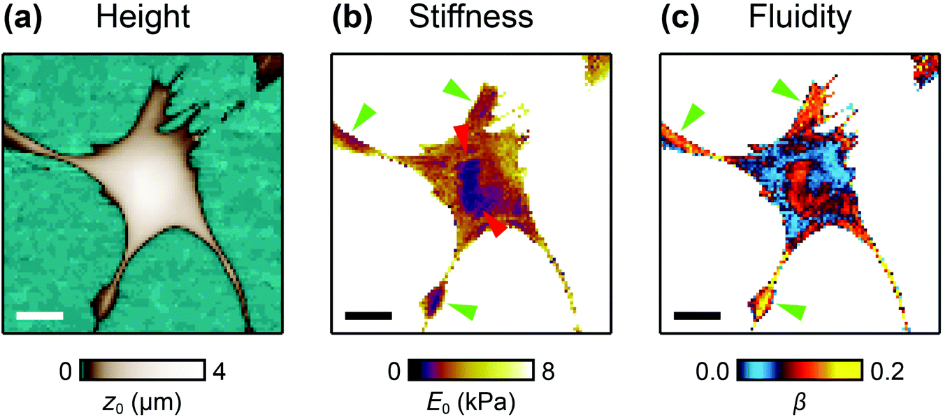 Mapping The Creep Compliance Of Living Cells With Scanning Ion Conductance Microscopy Reveals A Subcellular Correlation Between Stiffness And Fluidity Nanoscale Rsc Publishing