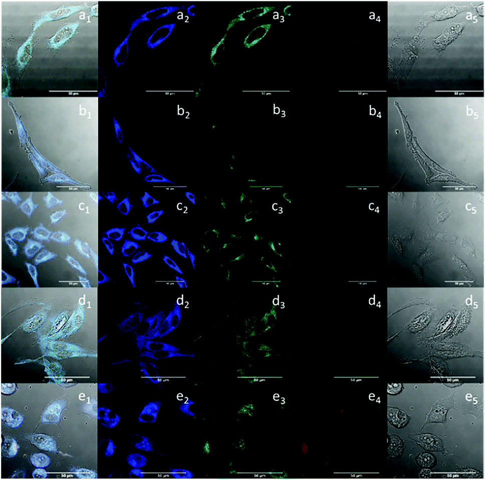 Multiphoton fluorescence lifetime imaging microscopy (FLIM) and super