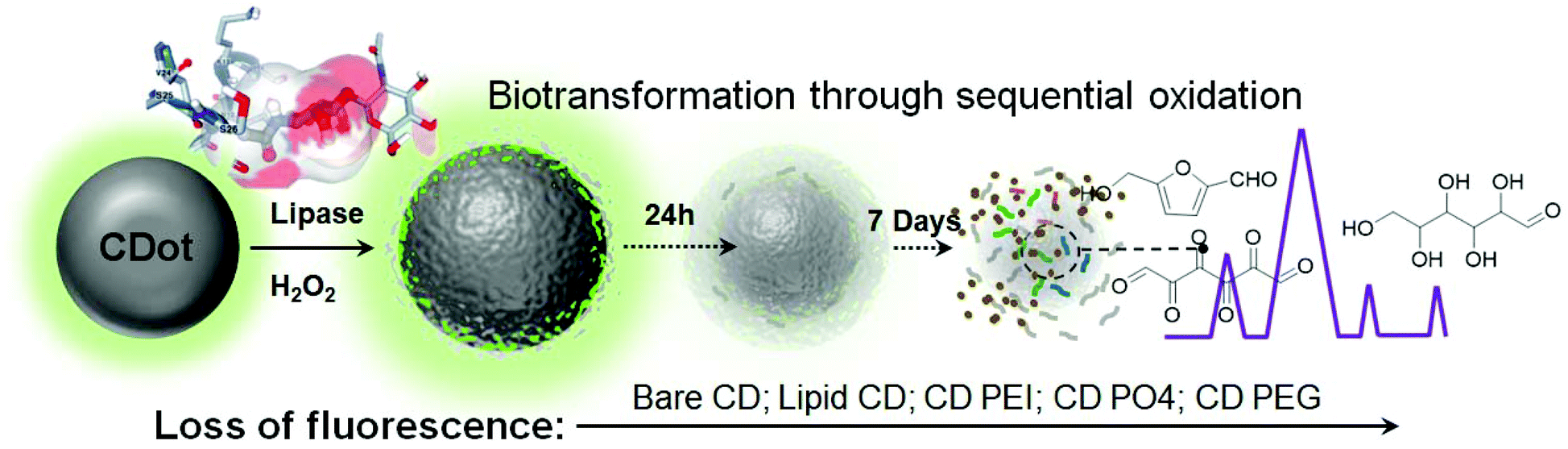 Enzyme Catalysed Biodegradation Of Carbon Dots Follows Sequential Oxidation In A Time Dependent Manner Nanoscale Rsc Publishing