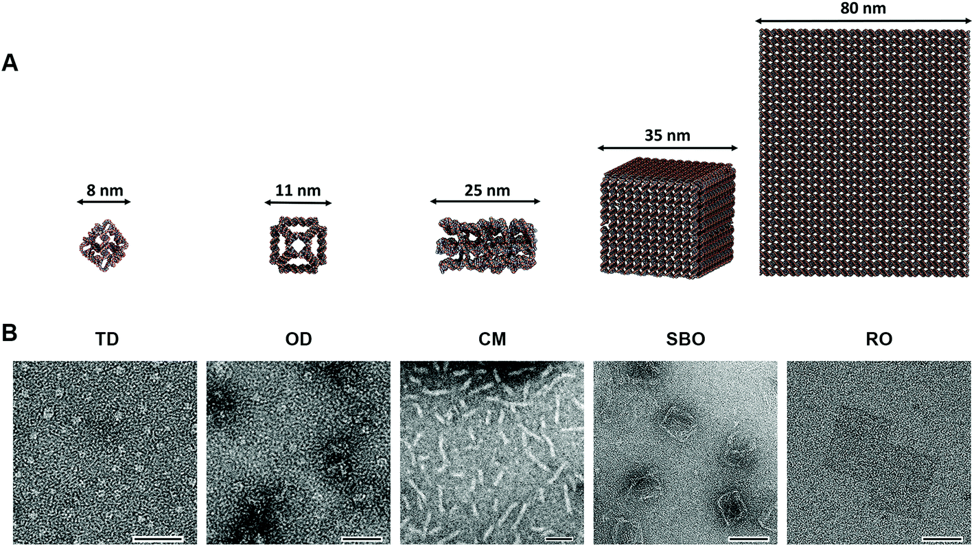 Cellular Uptake Of Covalent And Non Covalent Dna