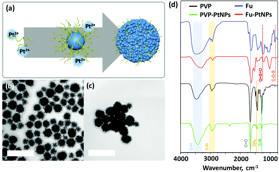 Fucoidan Coated Coral Like Pt Nanoparticles For Computed Tomography Guided Highly Enhanced Synergistic Anticancer Effect Against Drug Resistant Breast Cancer Cells Nanoscale Rsc Publishing