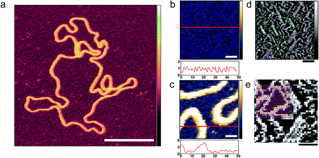 PEGylated Surfaces For The Study Of DNA–protein Interactions By Atomic ...