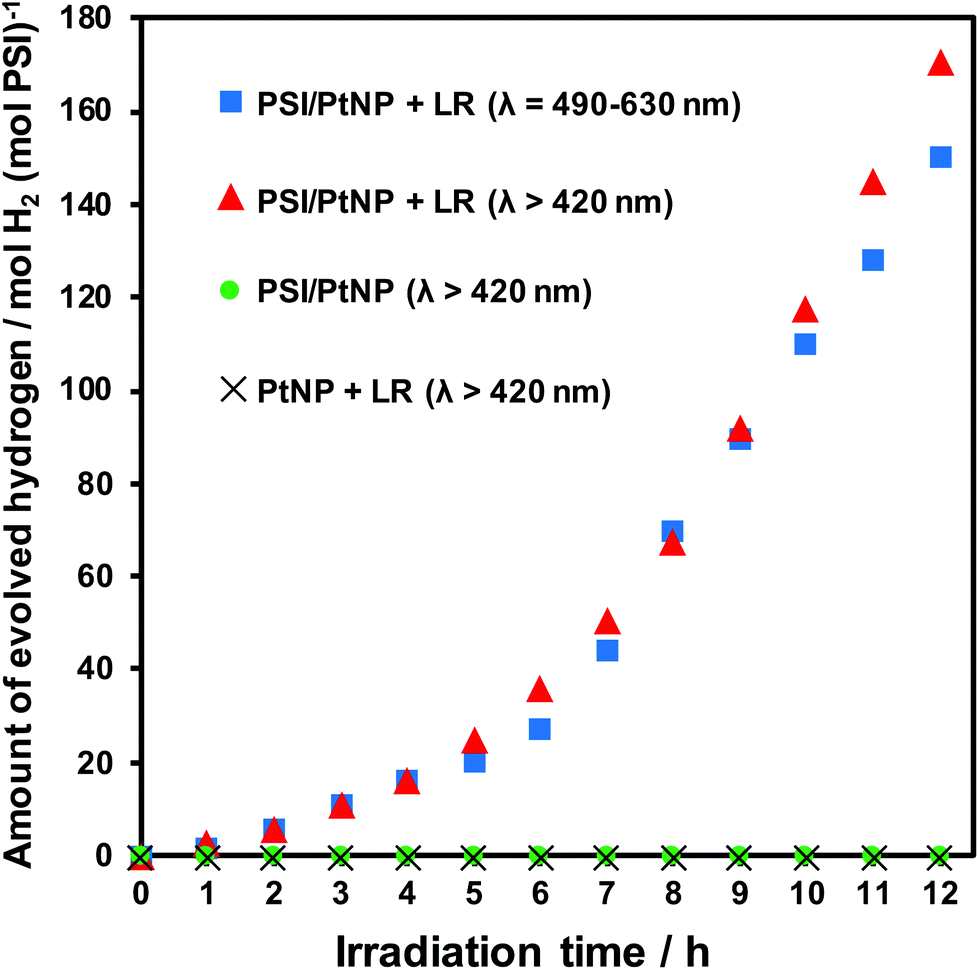 Efficient Hydrogen Production Using Photosystem I Enhanced By Artificial Light Harvesting Dye Photochemical Photobiological Sciences Rsc Publishing