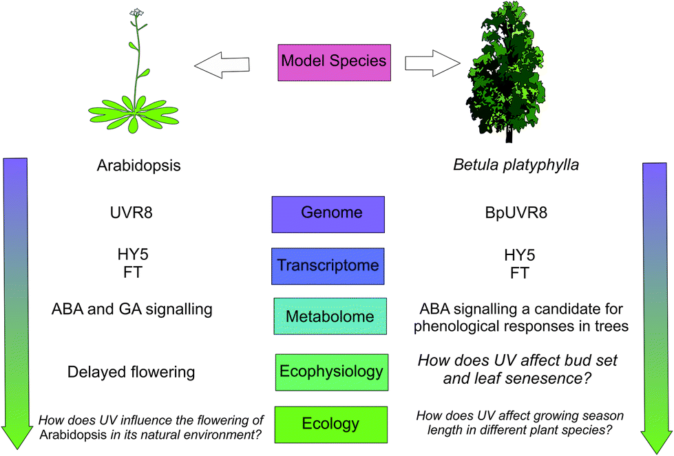Can You Use Uvb Lights To Grow Plants / Full Spectrum Led Grow Lights