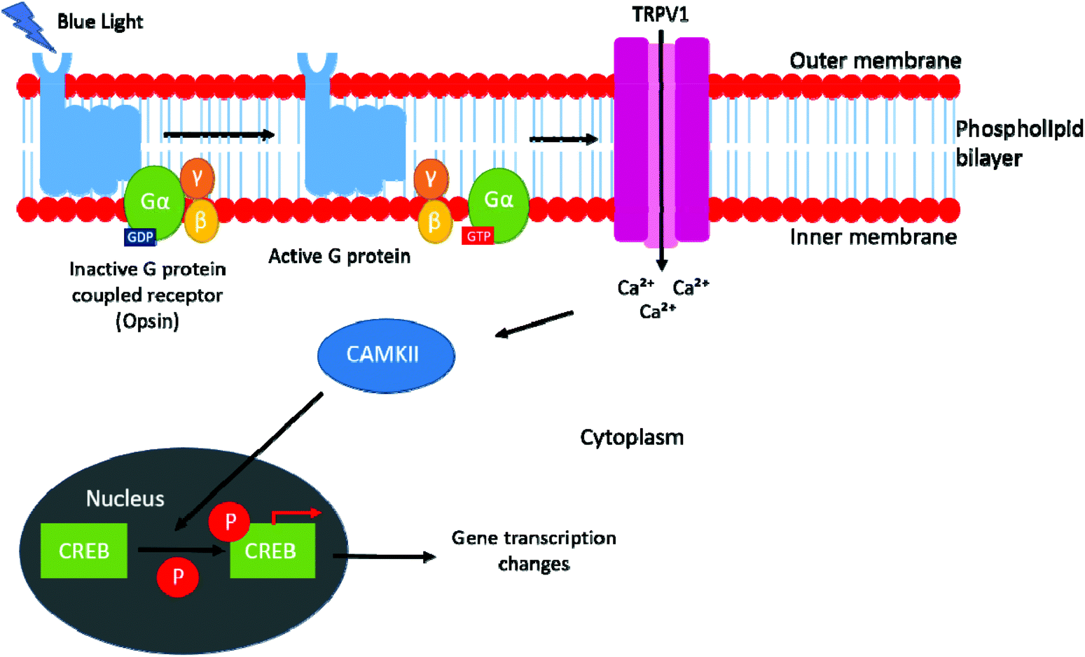 Modulated Light Barrier