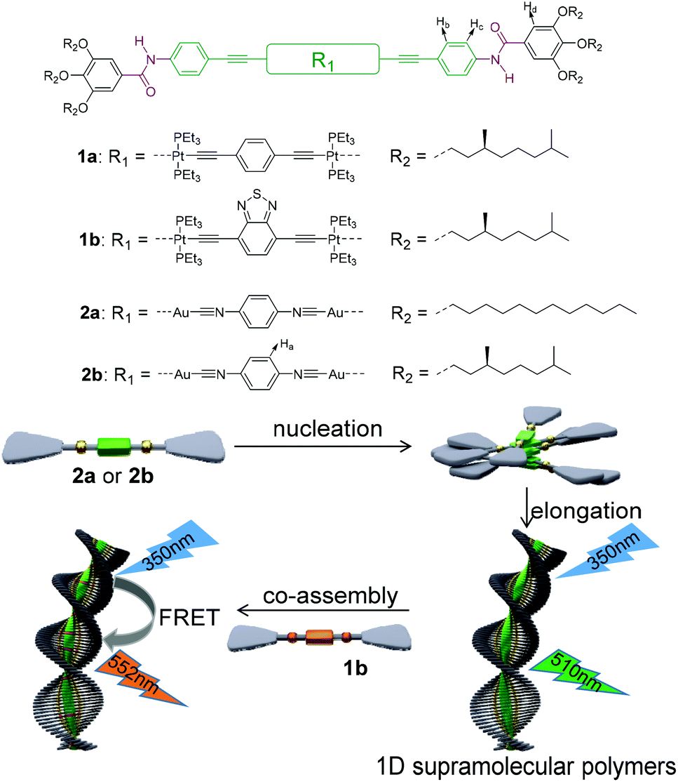 Cooperative Supramolecular Polymerization Of Phosphorescent Alkynyl Gold I Isocyanide Complexes Polymer Chemistry Rsc Publishing