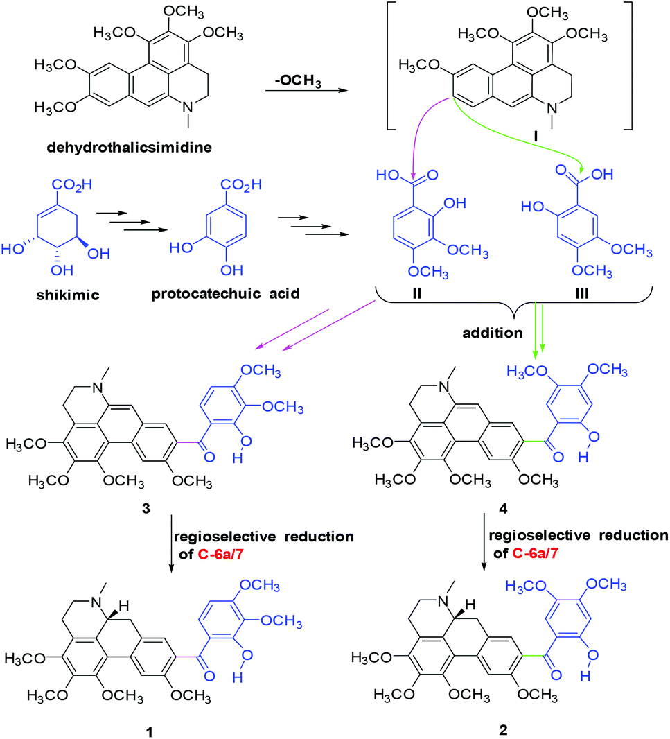 Hybrid Isoquinolines From Thalictrum Foetidum A New Type Of Aporphine Inhibiting Staphylococcus Aureus By Combined Mechanisms Organic Chemistry Frontiers Rsc Publishing
