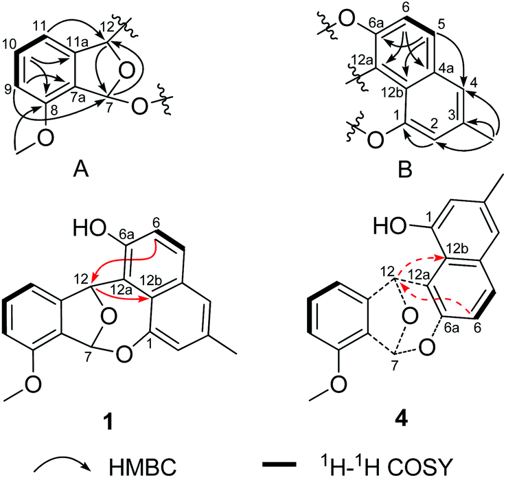 And Actinoxocine And Actinaphthorans A B C Ring Expansion And Cleavage Angucyclinones From A Marine Derived Streptomyces Sp Organic Chemistry Frontiers Rsc Publishing