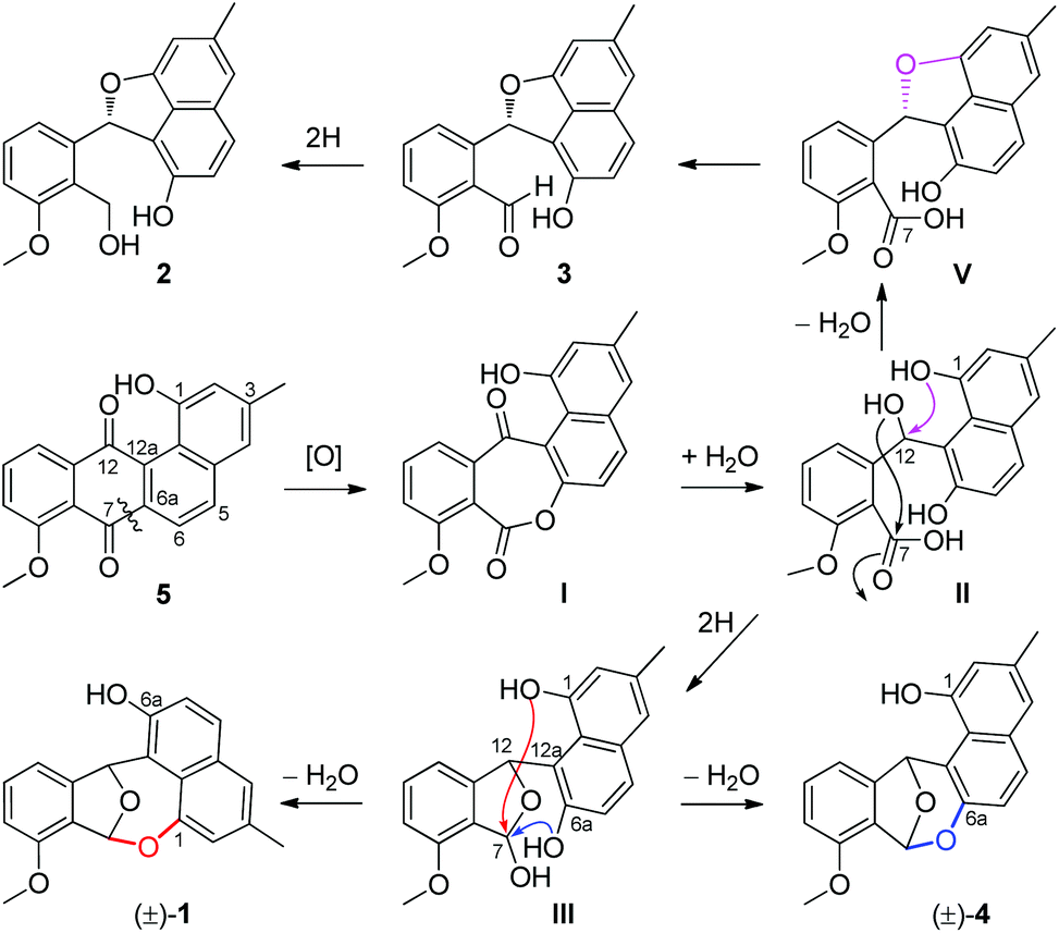 And Actinoxocine And Actinaphthorans A B C Ring Expansion And Cleavage Angucyclinones From A Marine Derived Streptomyces Sp Organic Chemistry Frontiers Rsc Publishing