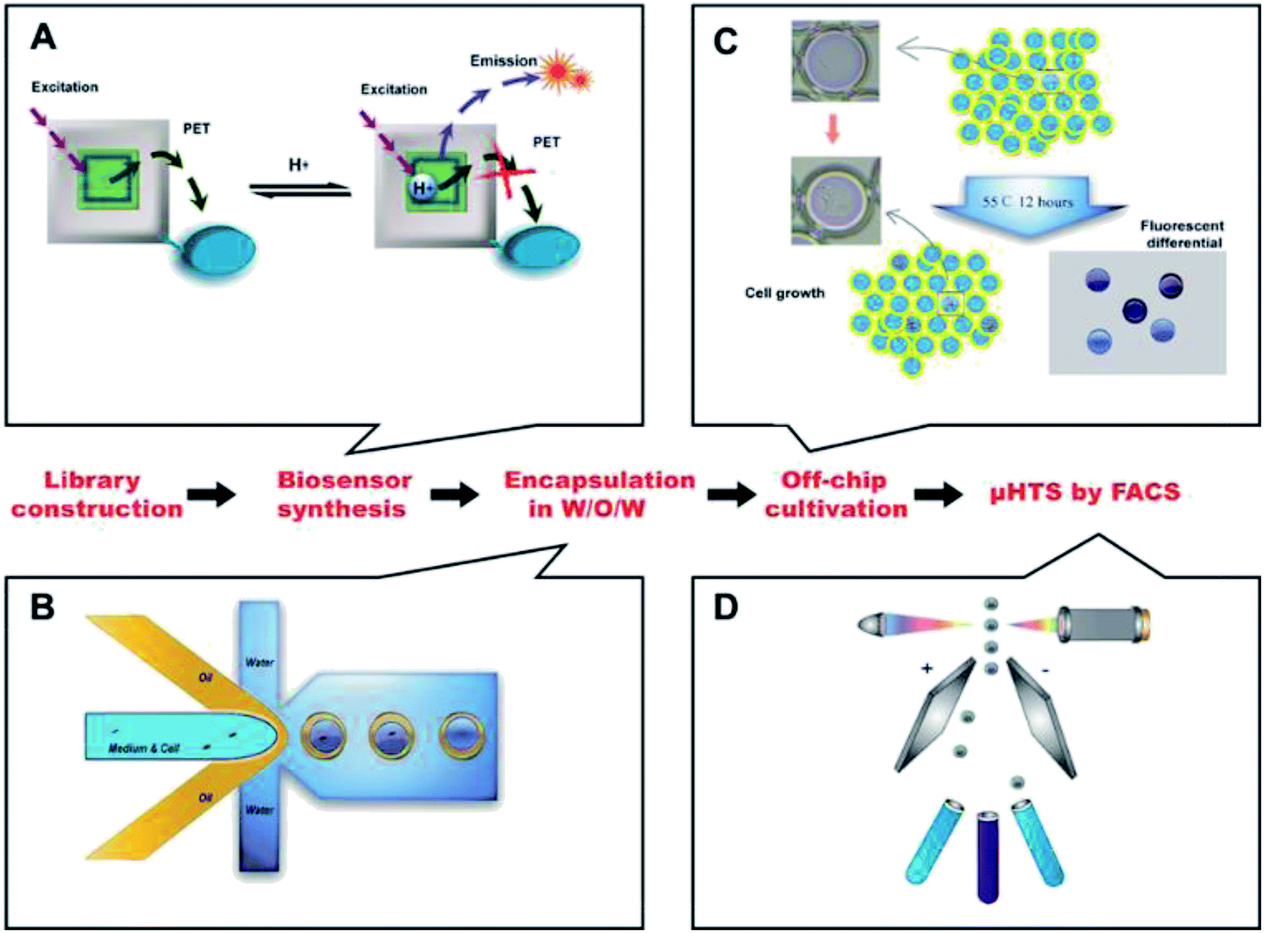 High-throughput screening of high lactic acid-producing Bacillus coagulans by droplet ...