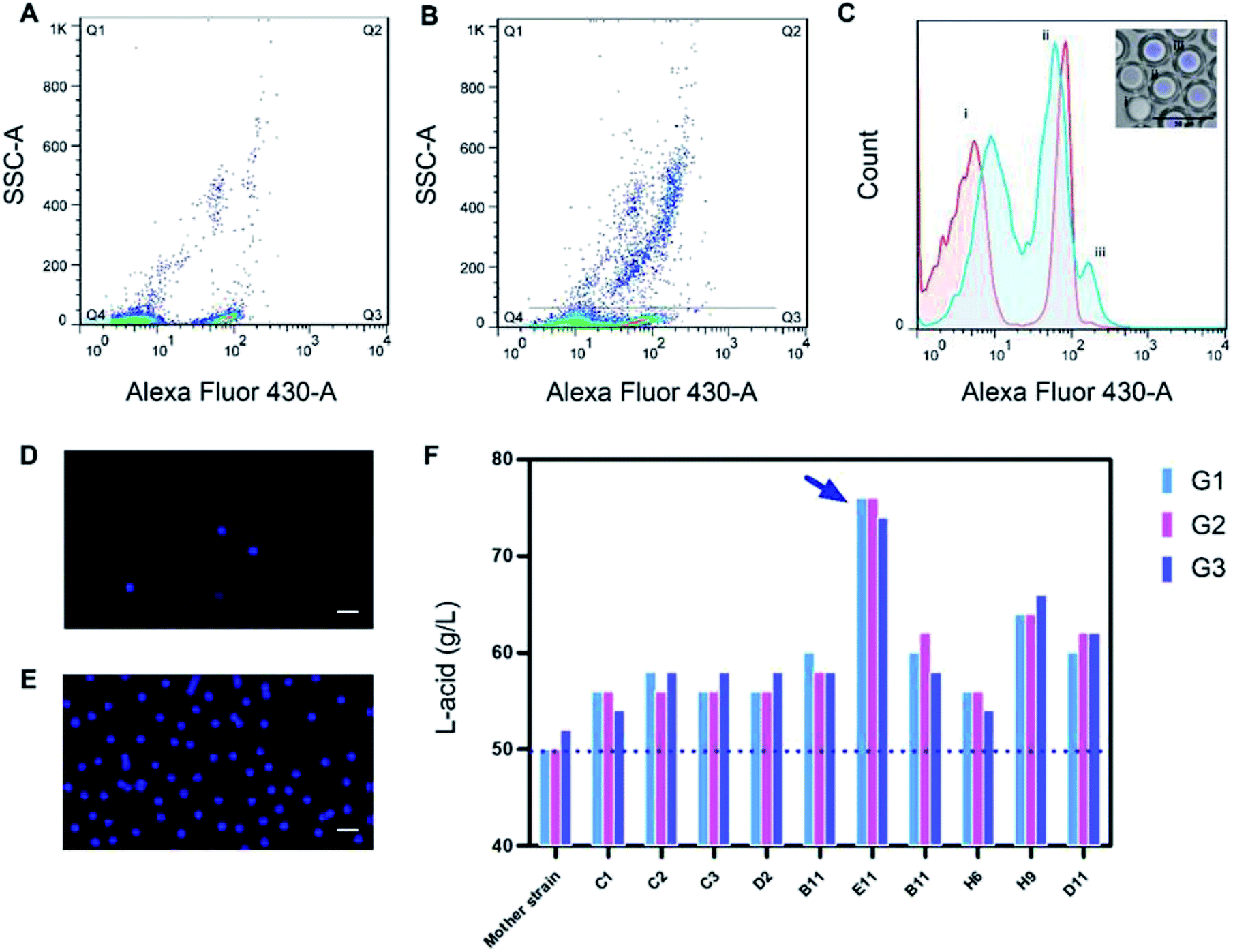 High-throughput screening of high lactic acid-producing Bacillus coagulans by droplet ...