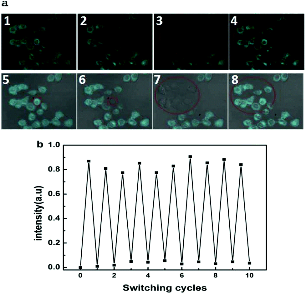 Photoswitchable Probe With Distinctive Characteristics For Selective ...