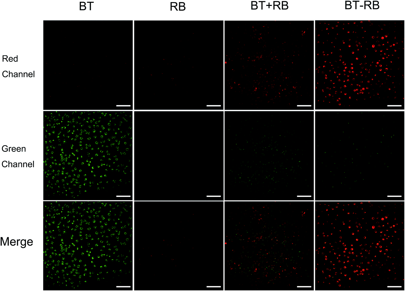 Shg Enhanced Nir Excited In Vitro Photodynamic Therapy Using Composite