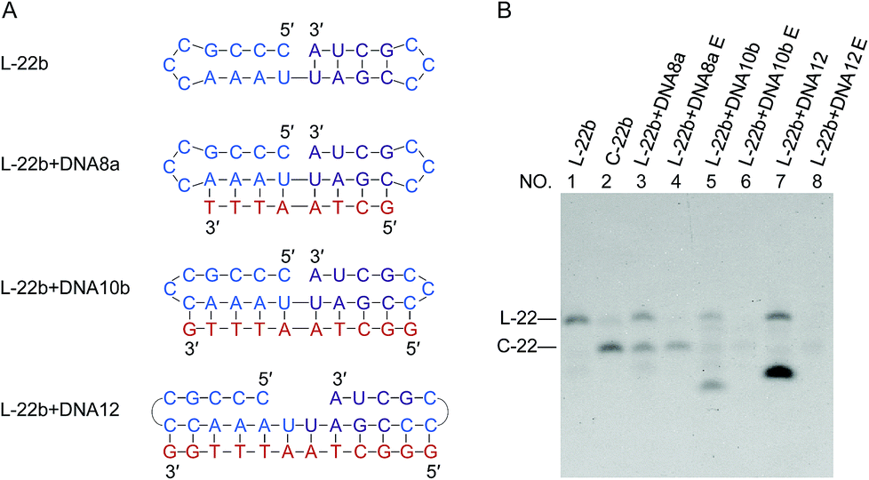 Rna Ligation Of Very Small Pseudo Nick Structures By T4 Rna Ligase 2 Leading To Efficient Production Of Versatile Rna Rings Rsc Advances Rsc Publishing