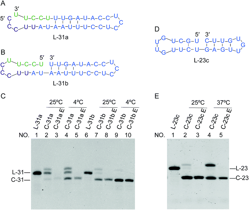 Rna Ligation Of Very Small Pseudo Nick Structures By T4 Rna Ligase 2 Leading To Efficient Production Of Versatile Rna Rings Rsc Advances Rsc Publishing