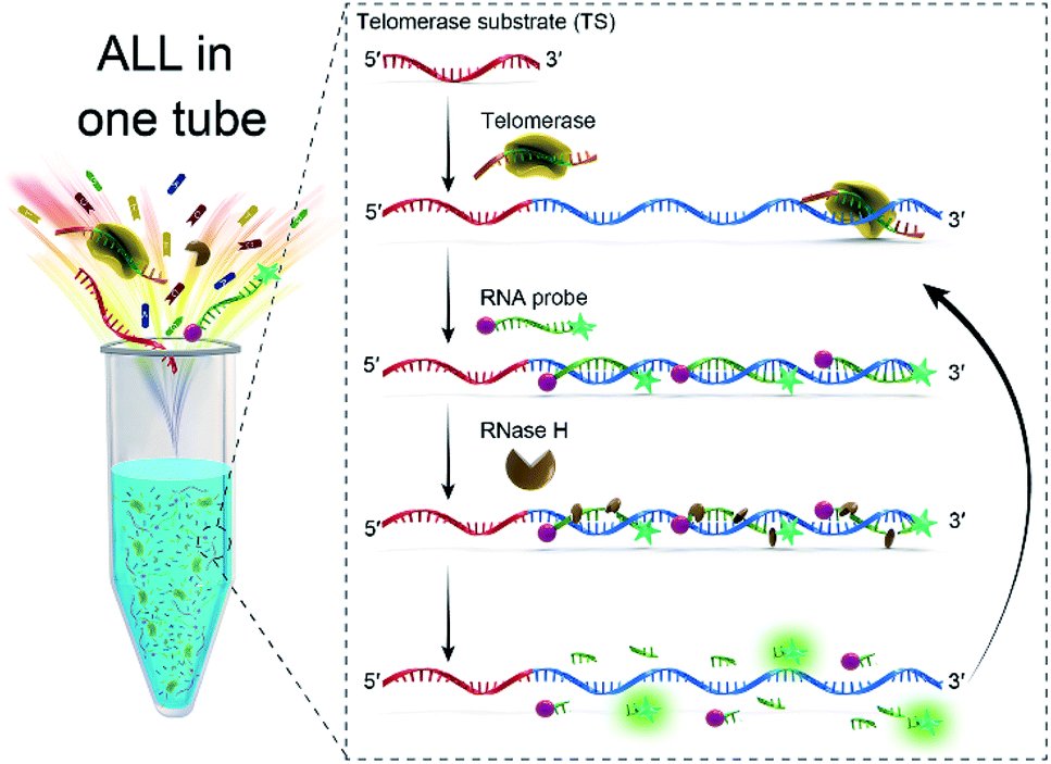 Onepot detection of telomerase activity with high sensitivity and