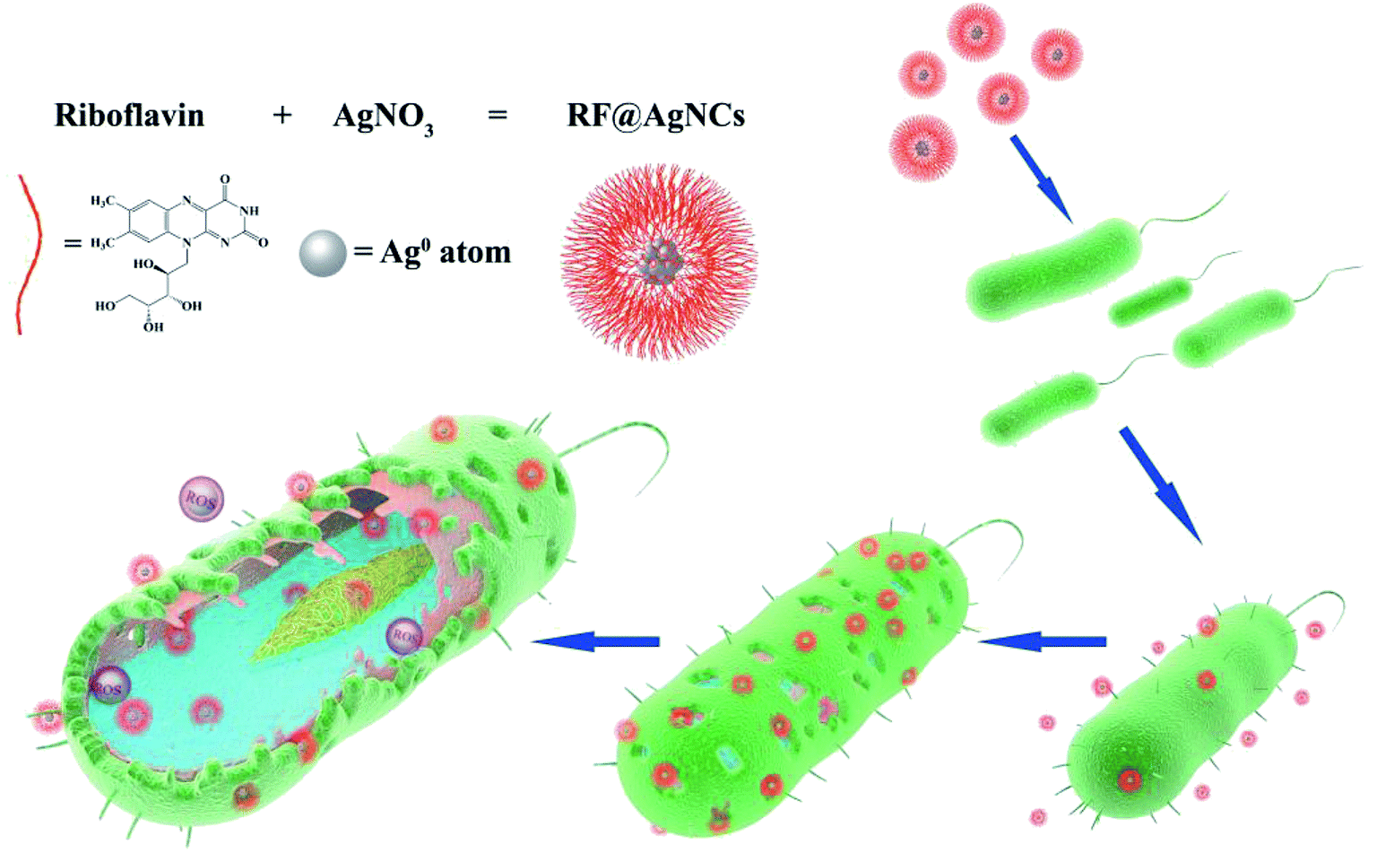 Antibacterial activity. Bacterial activity. Lactoferrin Antibacterial activity. Antibacterial activity of nanoceria. Antibacterial activity of CNP.