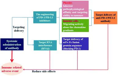 Development of cancer immunotherapy based on PD-1/PD-L1 pathway ...