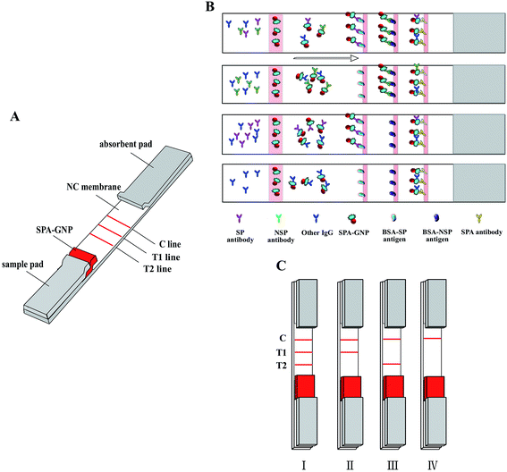 A gold nanoparticle strip for simultaneously evaluating FMDV immunized