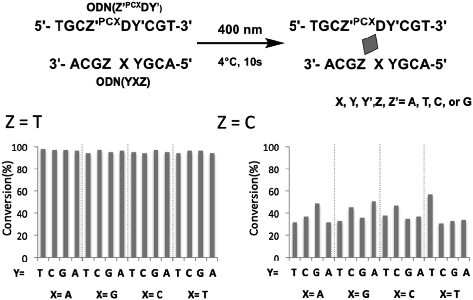 Dna Photo Cross Linking Using A Pyranocarbazole Modified Oligodeoxynucleotide With A D Threoninol Linker Rsc Advances Rsc Publishing