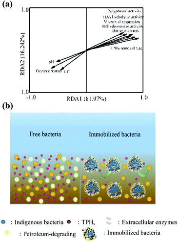 Bioremediation Of Petroleum Hydrocarbon-contaminated Soil By Petroleum ...