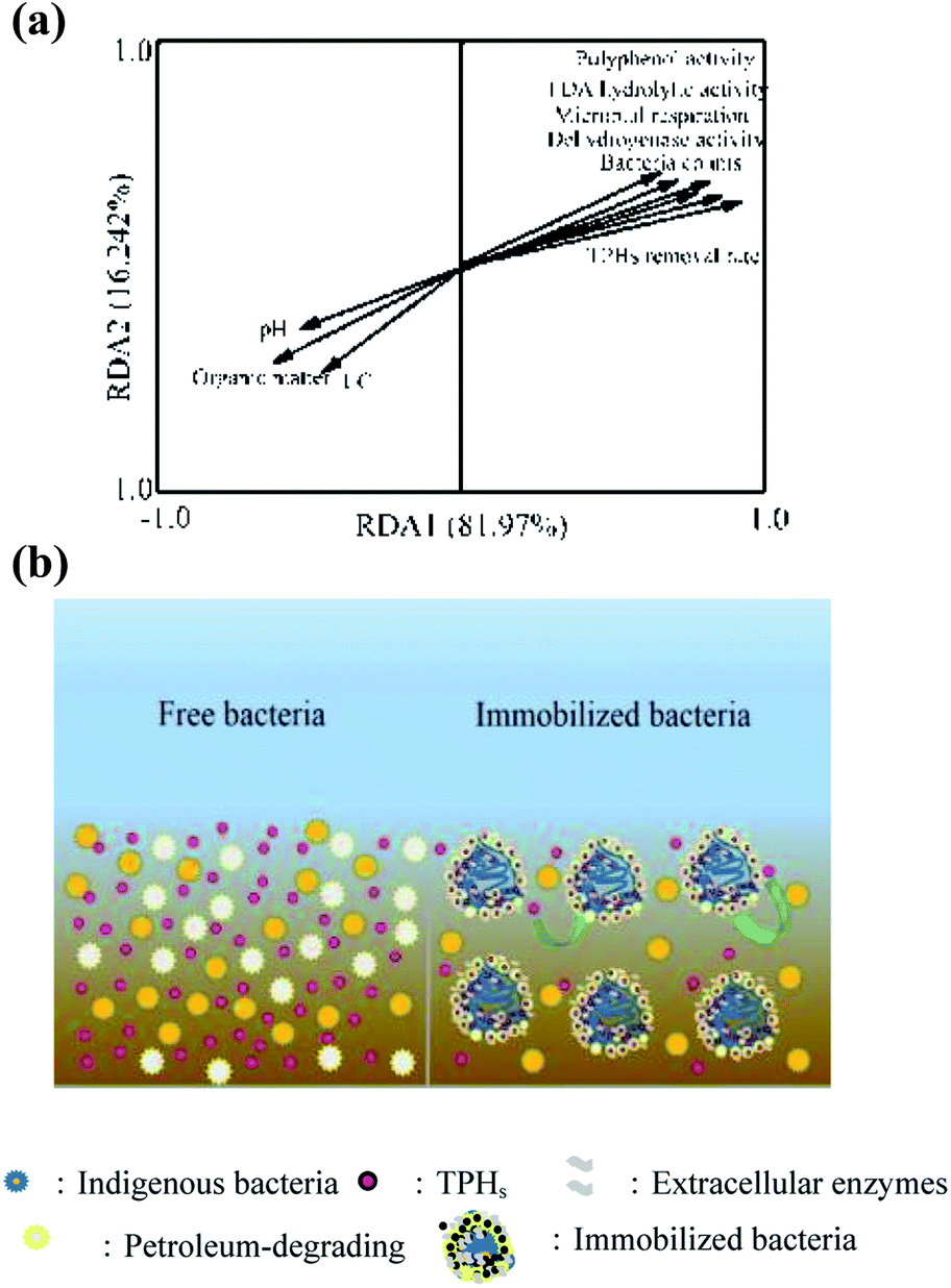 Bioremediation Of Petroleum Hydrocarbon-contaminated Soil By Petroleum ...