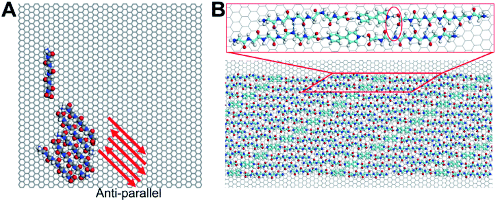 Peptide conformation and oligomerization characteristics of surface ...