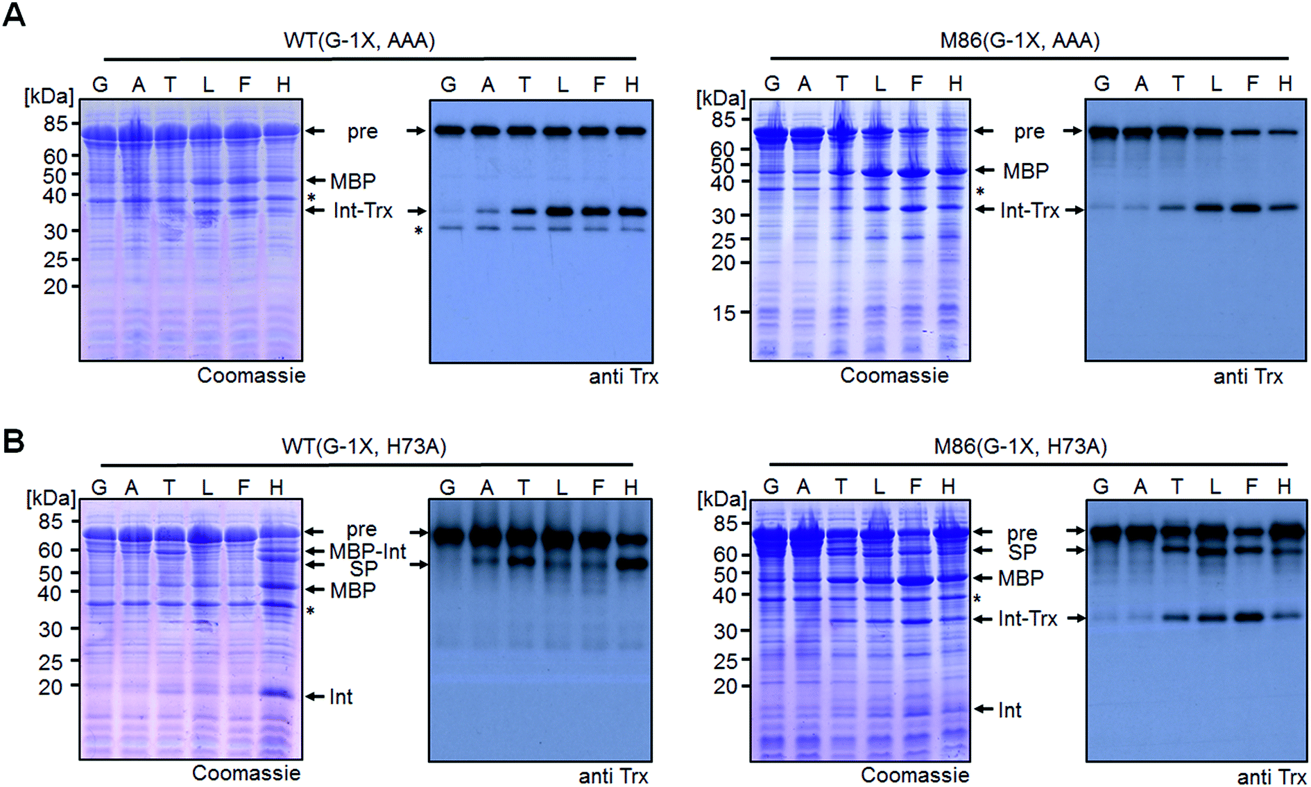 A Functional Interplay Between Intein And Extein Sequences In Protein ...