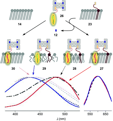 Streptavidin interfacing as a general strategy to localize fluorescent ...