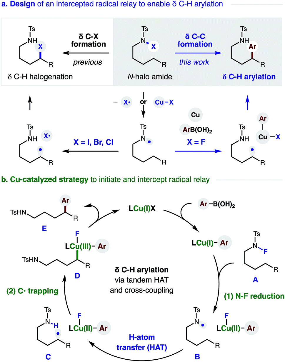 D C H Hetero Arylation Via Cu Catalyzed Radical Relay Chemical Science Rsc Publishing