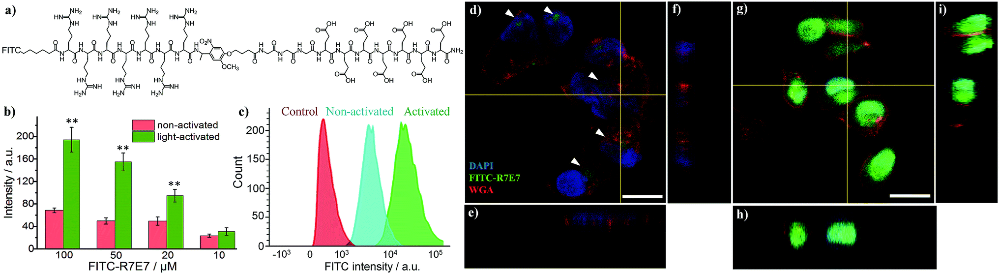 Activatable Cell Biomaterial Interfacing With Photo Caged Peptides Chemical Science Rsc Publishing