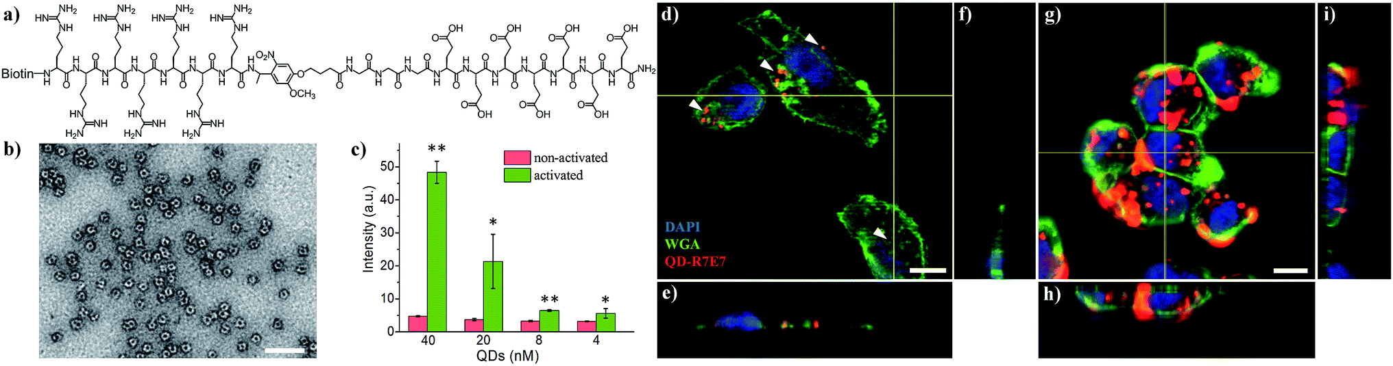 Activatable Cell Biomaterial Interfacing With Photo Caged Peptides Chemical Science Rsc Publishing