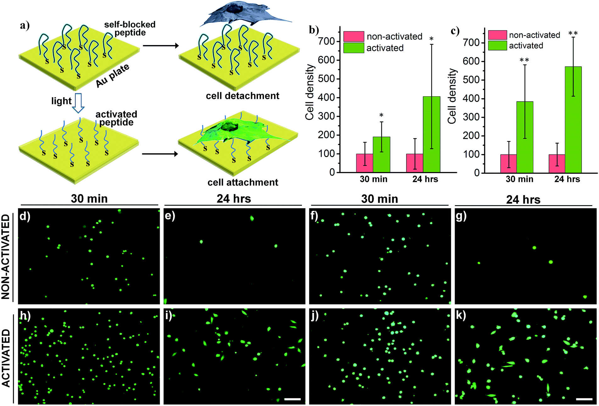 Activatable Cell Biomaterial Interfacing With Photo Caged Peptides Chemical Science Rsc Publishing