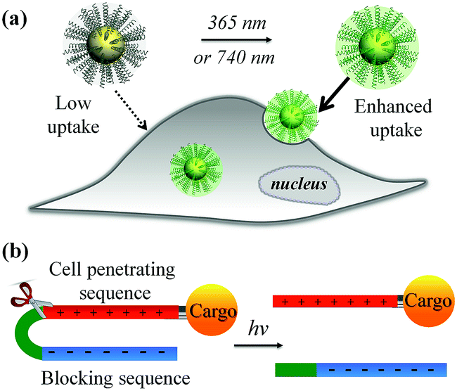 Activatable Cell Biomaterial Interfacing With Photo Caged Peptides Chemical Science Rsc Publishing