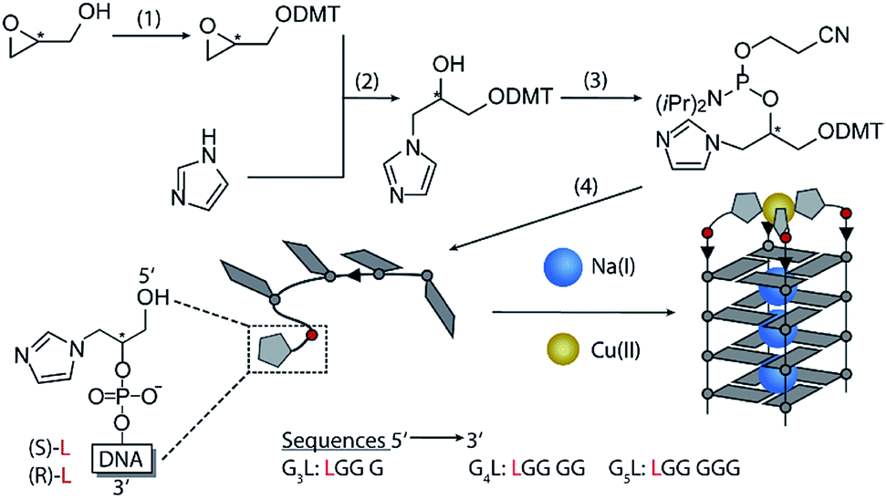 Imidazole Modified G Quadruplex Dna As Metal Triggered Peroxidase Chemical Science Rsc Publishing