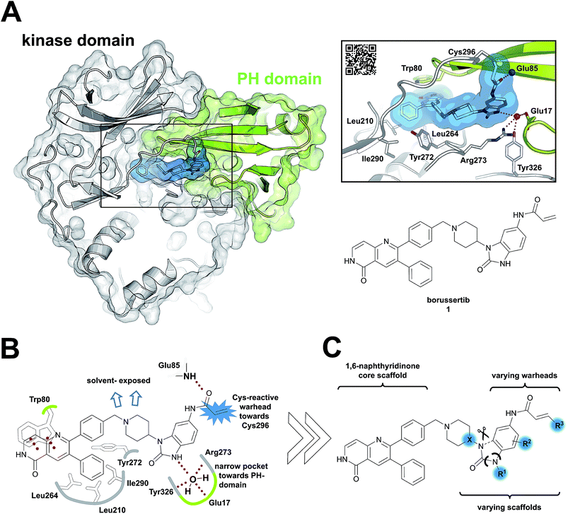 Structural And Chemical Insights Into The Covalent-allosteric ...