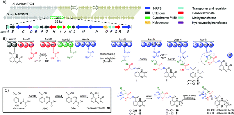 Comparative genome mining and heterologous expression of an orphan NRPS ...