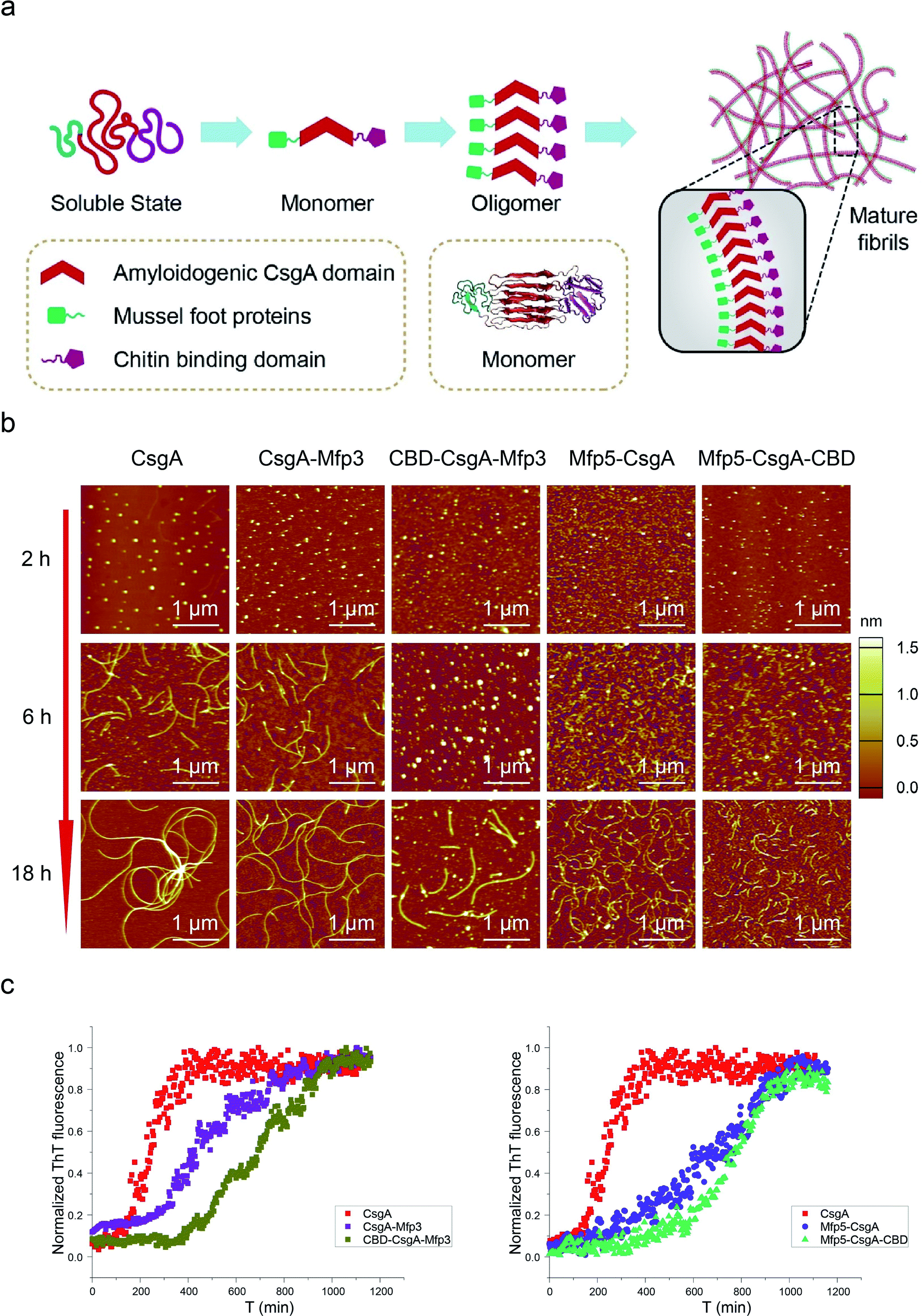 Modular Genetic Design Of Multi Domain Functional Amyloids - 