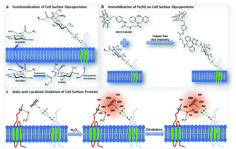 Identification of potential sialic acid binding proteins on cell ...