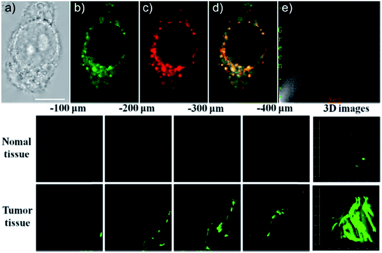 Fluorescent Probes For Organelle-targeted Bioactive Species Imaging ...