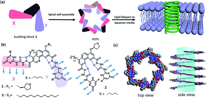 Helical Supramolecular Polymer Nanotubes With Wide Lumen For Glucose ...