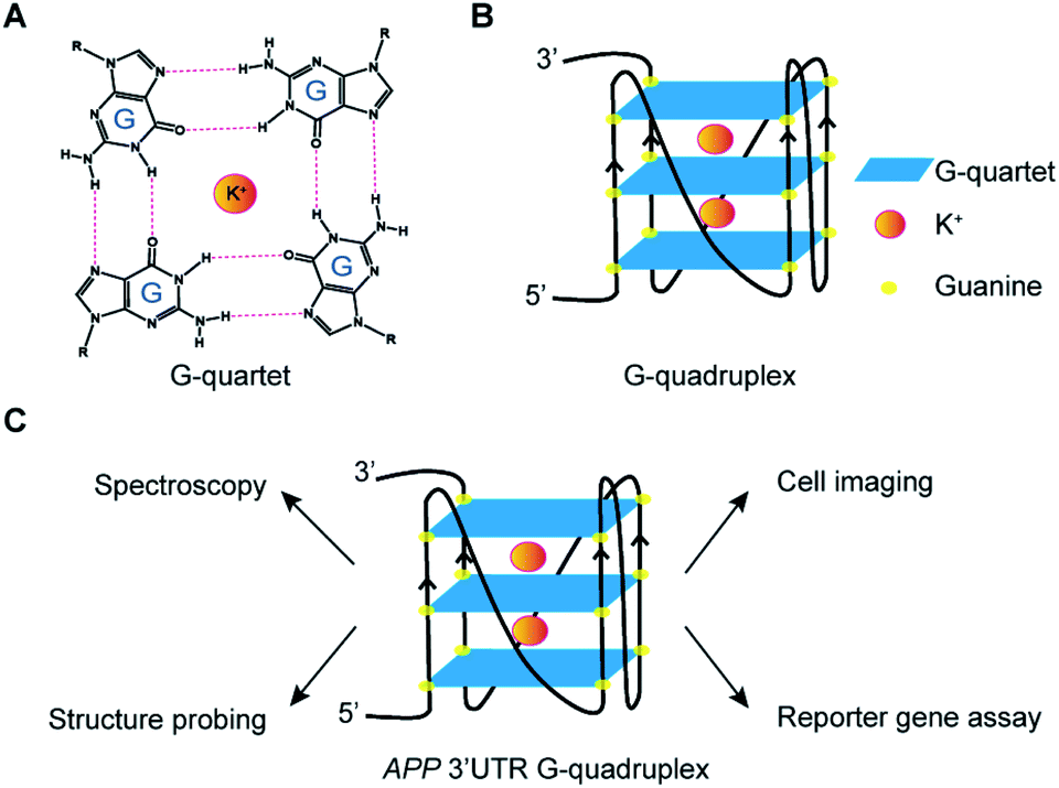 Structural Analysis And Cellular Visualization Of APP RNA G-quadruplex ...