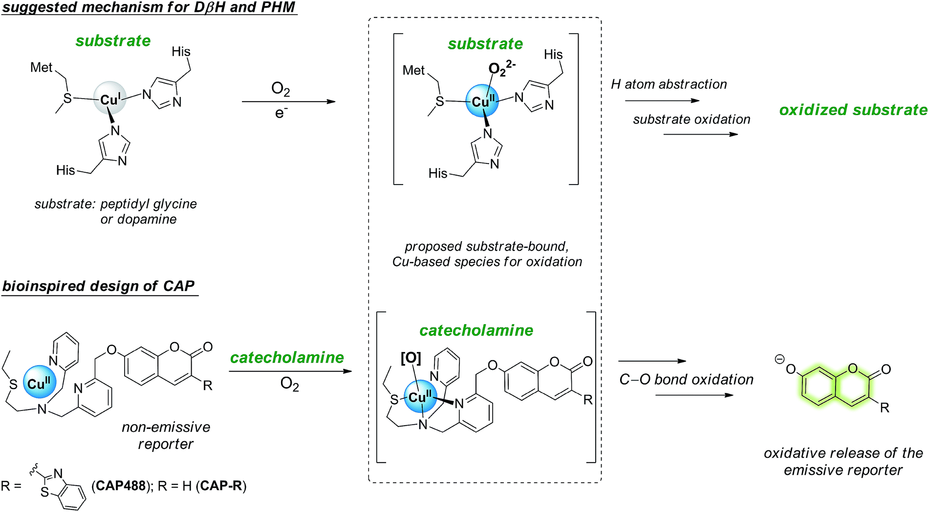 Selective catecholamine detection in living cells by a coppermediated